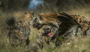 hiena comiendo, kruger nacional parque, sur África. foto