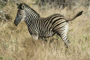 común cebra bebé, kruger nacional parque, sur África. foto