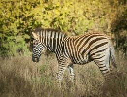 común cebra bebé, kruger nacional parque, sur África. foto