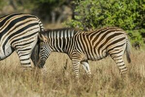 común cebra, kruger nacional parque, sur África. foto