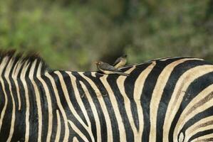 común cebra bebé, kruger nacional parque, sur África. foto