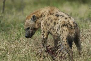 hiena comiendo, kruger nacional parque, sur África. foto