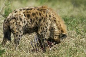 hiena comiendo, kruger nacional parque, sur África. foto