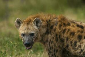 hiena sonrisa, kruger nacional parque, sur África. foto