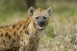 Hyena eating, Kruger National Park, South Africa. photo