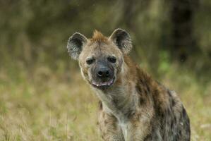 Hyena eating, Kruger National Park, South Africa. photo