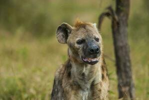Hyena smile, Kruger National Park, South Africa. photo