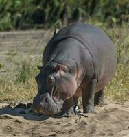 HIPPOPOTAMUS AMPHIBIUS in waterhole, Kruger National park,South Africa photo