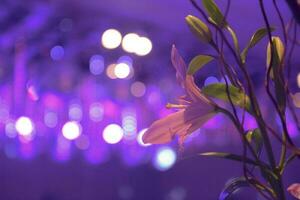 Bokeh at wedding party photo