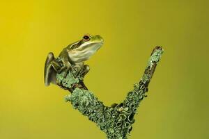 Montevideo Treefrog, Hyla Pulchela,  La Pampa, Patagonia,Argentina. photo