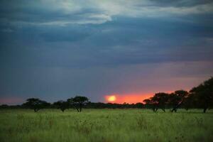 Pampas tree landscape at sunset,  La Pampa Province,  Argentina photo