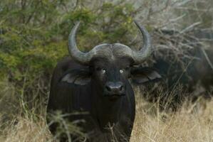 capa búfalo madre y becerro, kruger nacional parque, sur África. foto