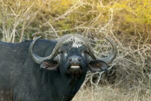 capa búfalo madre y becerro, kruger nacional parque, sur África. foto