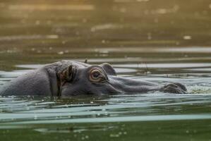 HIPPOPOTAMUS AMPHIBIUS in waterhole, Kruger National park,South Africa photo