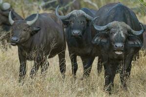 Cape Buffalo mother and calf, Kruger National Park, South Africa. photo