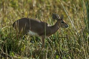 Male Steenbok,Raphicerus campestris, South Africa photo