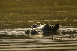 hipopótamo anfibio en pozo de agua, kruger nacional parque, sur África foto