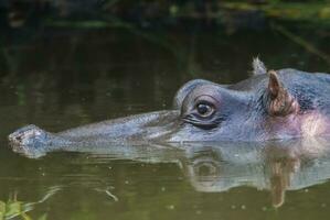 HIPPOPOTAMUS AMPHIBIUS in waterhole, Kruger National park,South Africa photo