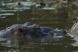 hipopótamo anfibio en pozo de agua, kruger nacional parque, sur África foto