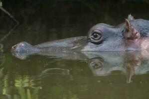 hipopótamo anfibio en pozo de agua, kruger nacional parque, sur África foto