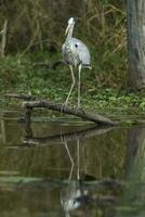 Great Egret, Kruger National Park, South Africa. photo