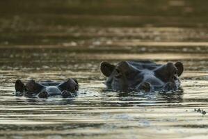 hipopótamo anfibio en pozo de agua, kruger nacional parque, sur África foto