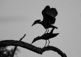 cabeza de martillo cigüeña, kruger nacional parque, sur África. foto