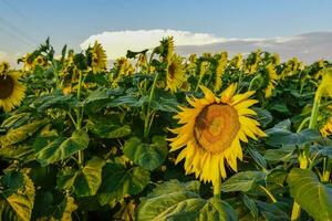 Pampas sunflower landscape , La Pampa Province, Patagonia Argentina photo