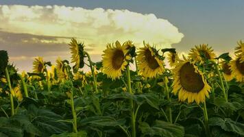 Sunflower , pampas , Argentina photo