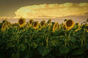 Sunflower , pampas , Argentina photo