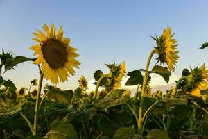 Sunflower , pampas , Argentina photo