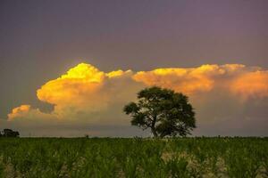 pampa árbol paisaje con un tormenta en el fondo, la pampa provincia, argentina foto