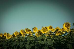 Sunflower , pampas , Argentina photo