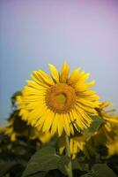 Sunflower , pampas , Argentina photo