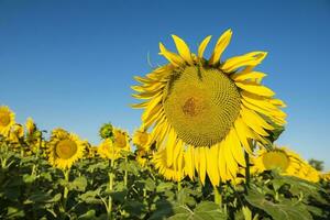 Sunflower , pampas , Argentina photo
