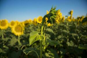 Pampas sunflower landscape , La Pampa Province, Patagonia Argentina photo