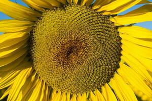 Pampas sunflower landscape , La Pampa Province, Patagonia Argentina photo