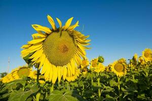 Pampas sunflower landscape , La Pampa Province, Patagonia Argentina photo