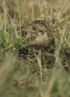 Spotted tinamou un grassland environment, La Pampa. Argentina photo