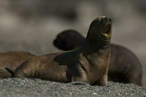 Baby South American Sea Lion, Peninsula Valdes, Chubut Province Patagonia Argentina photo