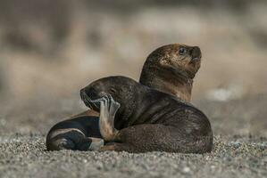 Baby South American Sea Lion, Peninsula Valdes, Chubut Province Patagonia Argentina photo