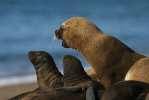 Mother and Baby South American Sea Lion, Peninsula Valdes, Chubut Province Patagonia Argentina photo