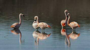 Chilean Flamingos flock in lagoon environment , Patagonia, Argentina. photo