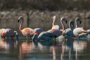 Chilean Flamingos flock in flight , Patagonia, Argentina. photo