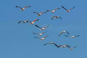 chileno flamencos rebaño en vuelo , Patagonia, argentina. foto