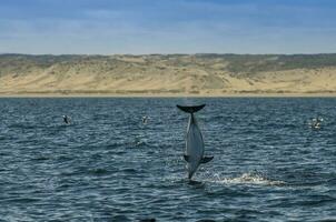 Dusky Dolphin jumping, Peninsula Valdes,Patagonia,Argentina photo