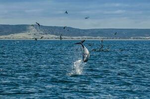 Dusky Dolphin jumping, Peninsula Valdes,Patagonia,Argentina photo