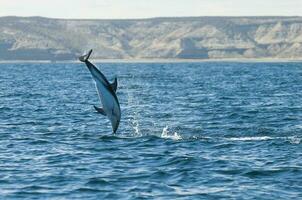 Dusky Dolphin jumping, Peninsula Valdes,Patagonia,Argentina photo