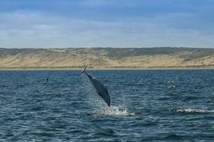 Dusky Dolphin jumping, Peninsula Valdes,Patagonia,Argentina photo