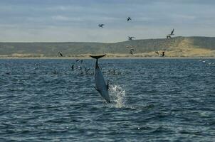 oscuro delfín saltando, península valdés,patagonia,argentina foto
